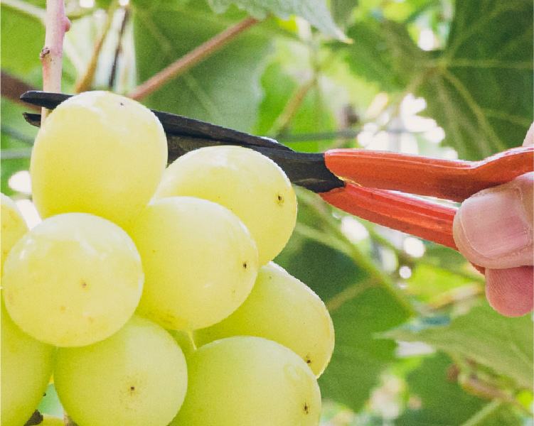 ぶどう狩り